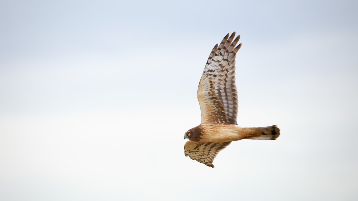 Лунь американський - ML645092394