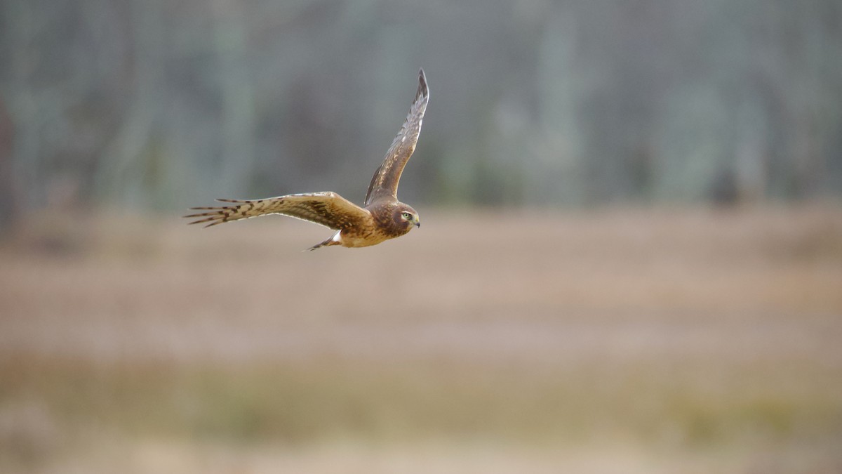 Лунь американський - ML645092395