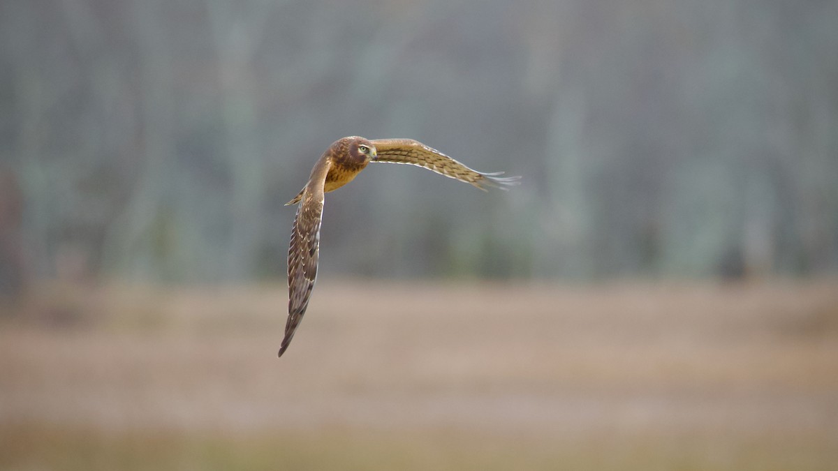 Лунь американський - ML645092396