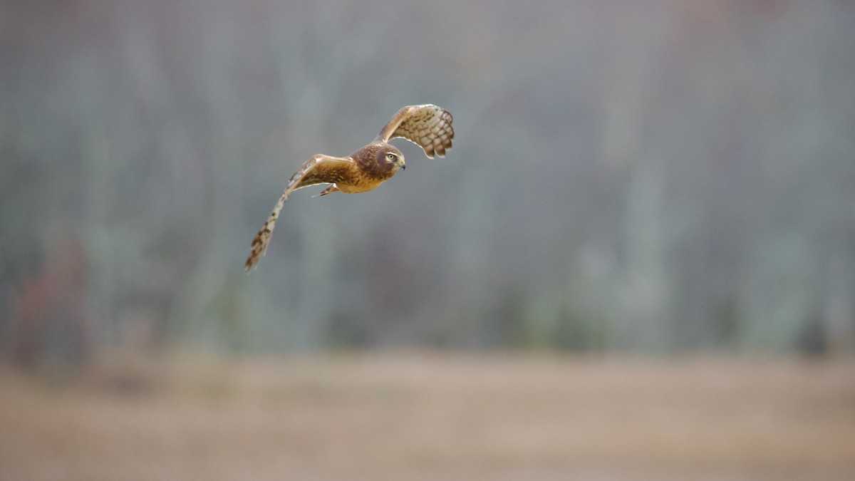 Лунь американський - ML645092397