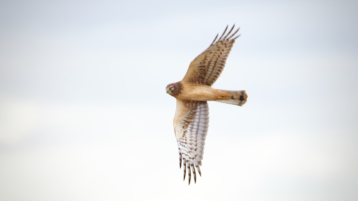 Лунь американський - ML645092398