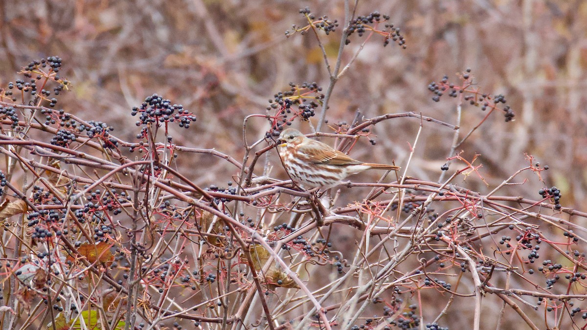 strnadec kaštanový - ML645092401