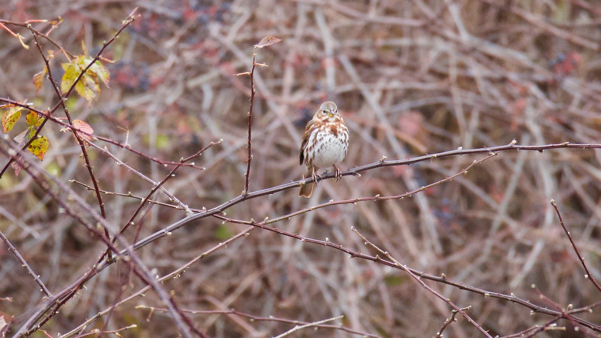 strnadec kaštanový - ML645092402