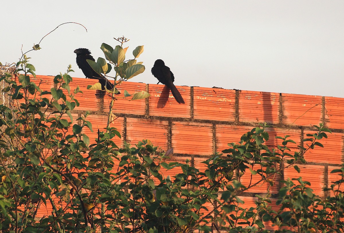 Ані товстодзьобий - ML645092413