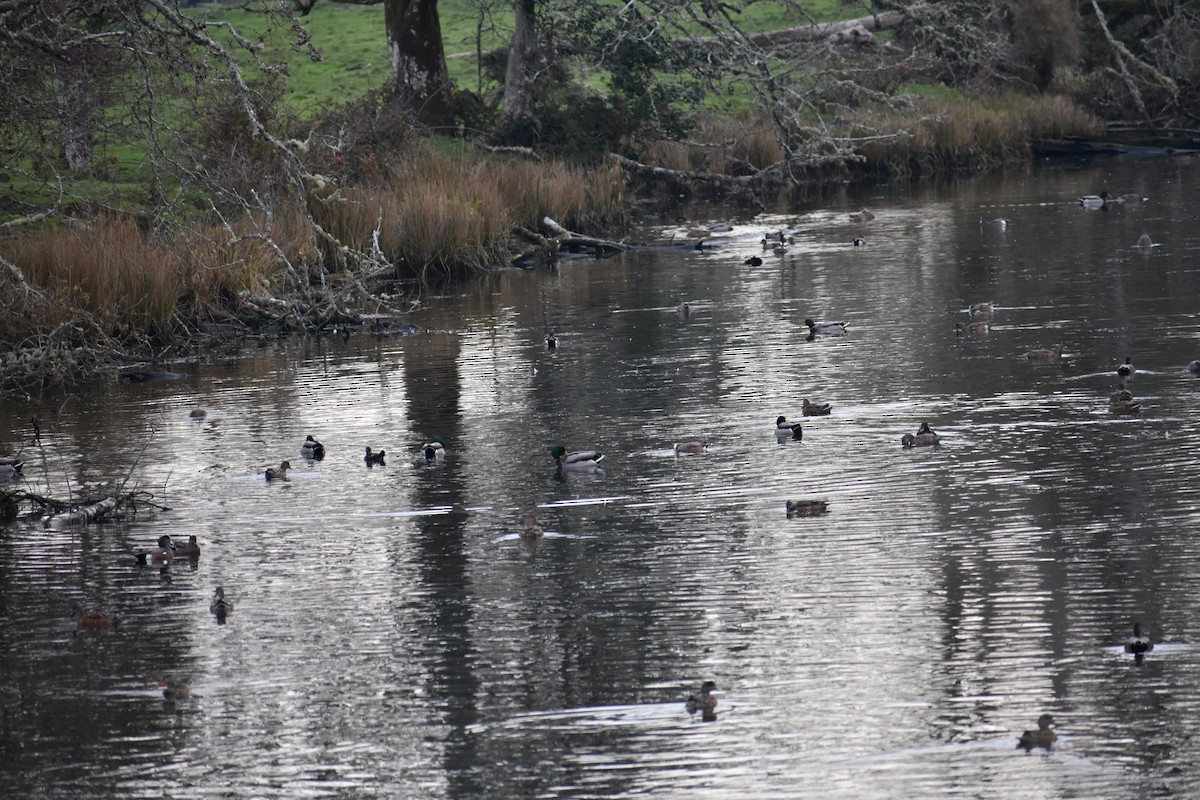 葡萄胸鴨 - ML645092416