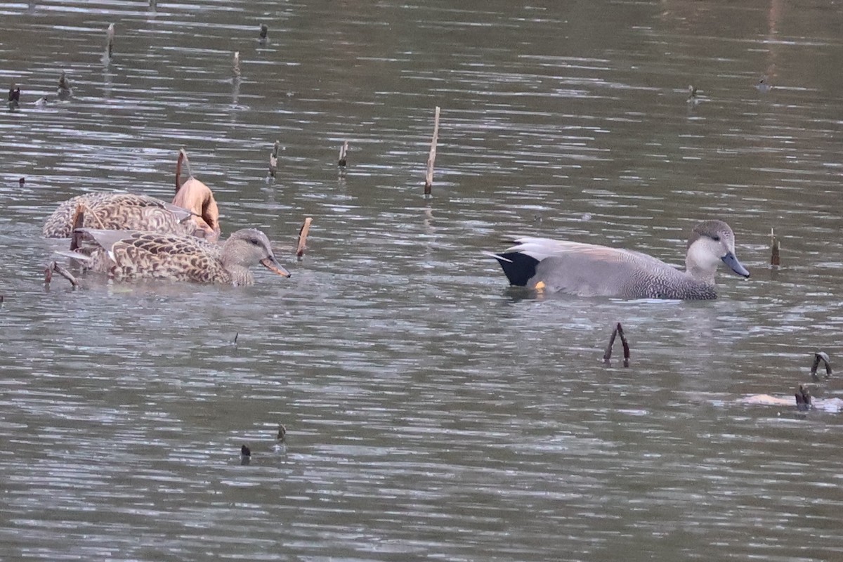 Canard chipeau - ML645092418