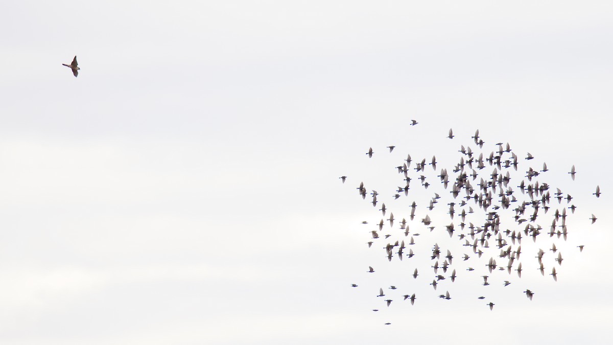 Шпак звичайний - ML645092422