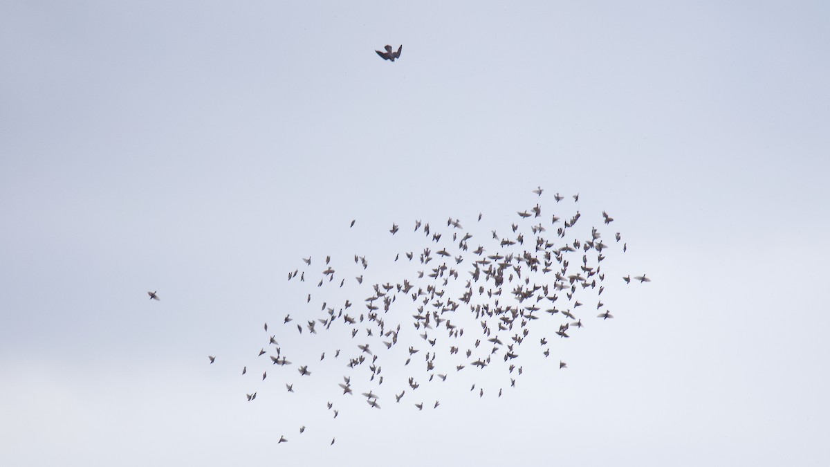 Шпак звичайний - ML645092423