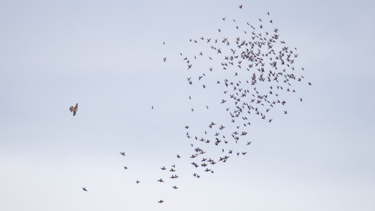 Шпак звичайний - ML645092424