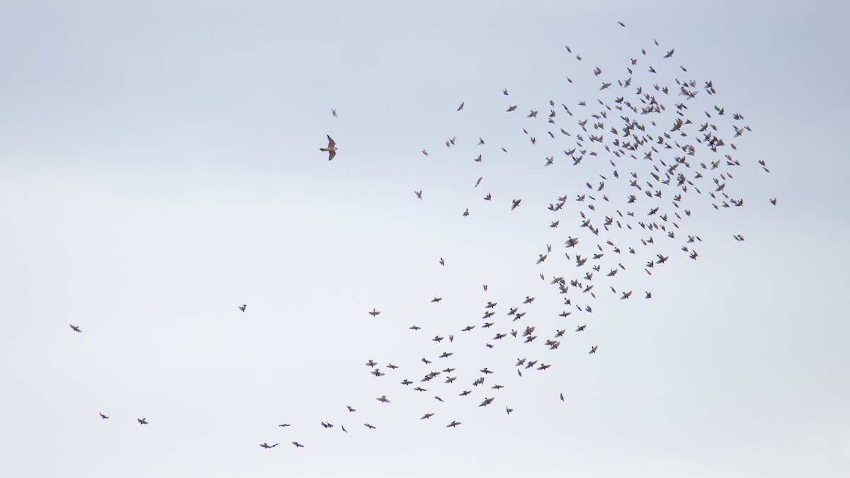 Шпак звичайний - ML645092425