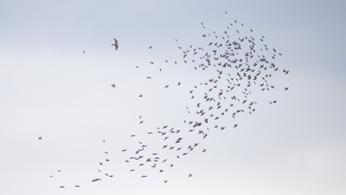 Шпак звичайний - ML645092426