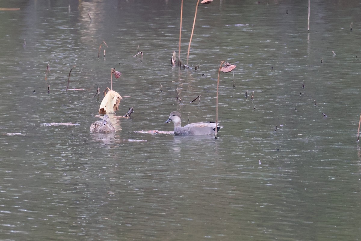 Canard chipeau - ML645092428