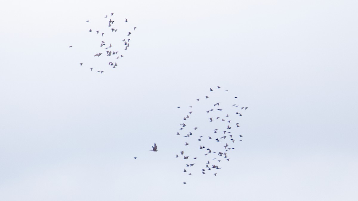 Шпак звичайний - ML645092429