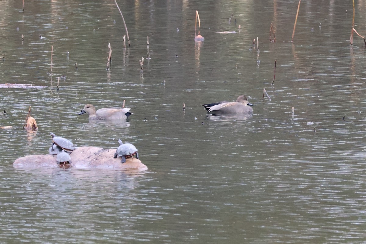 Canard chipeau - ML645092430