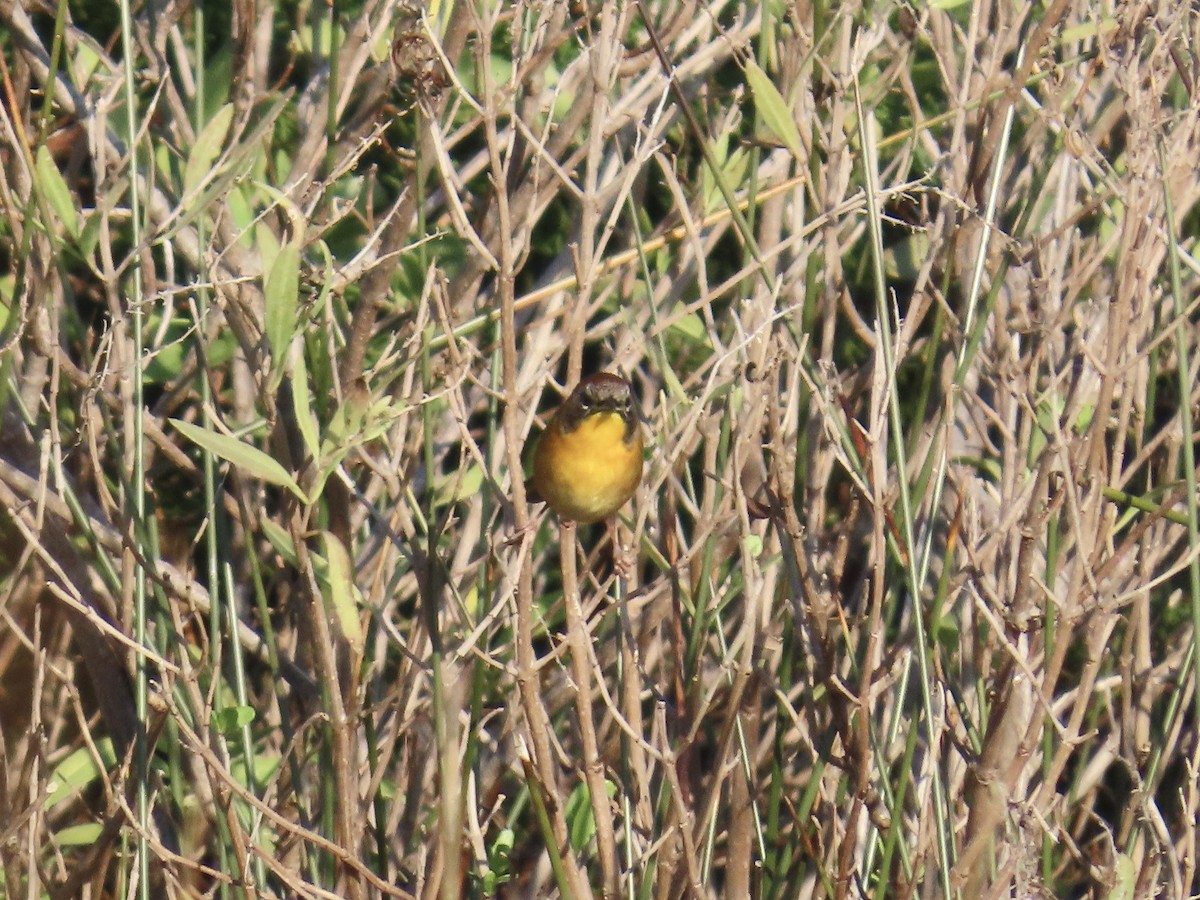 Common Yellowthroat - ML645092431
