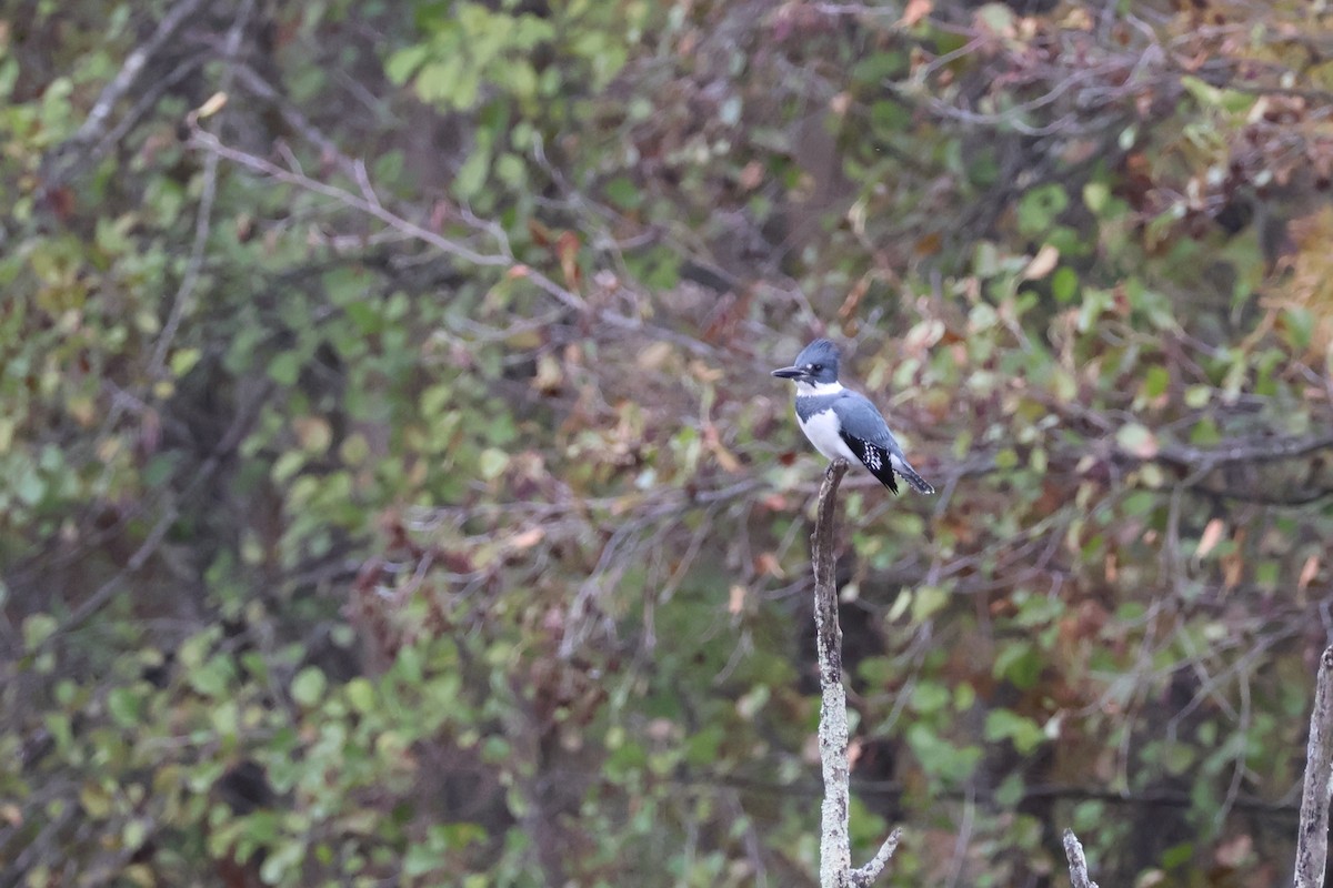 Belted Kingfisher - ML645092445