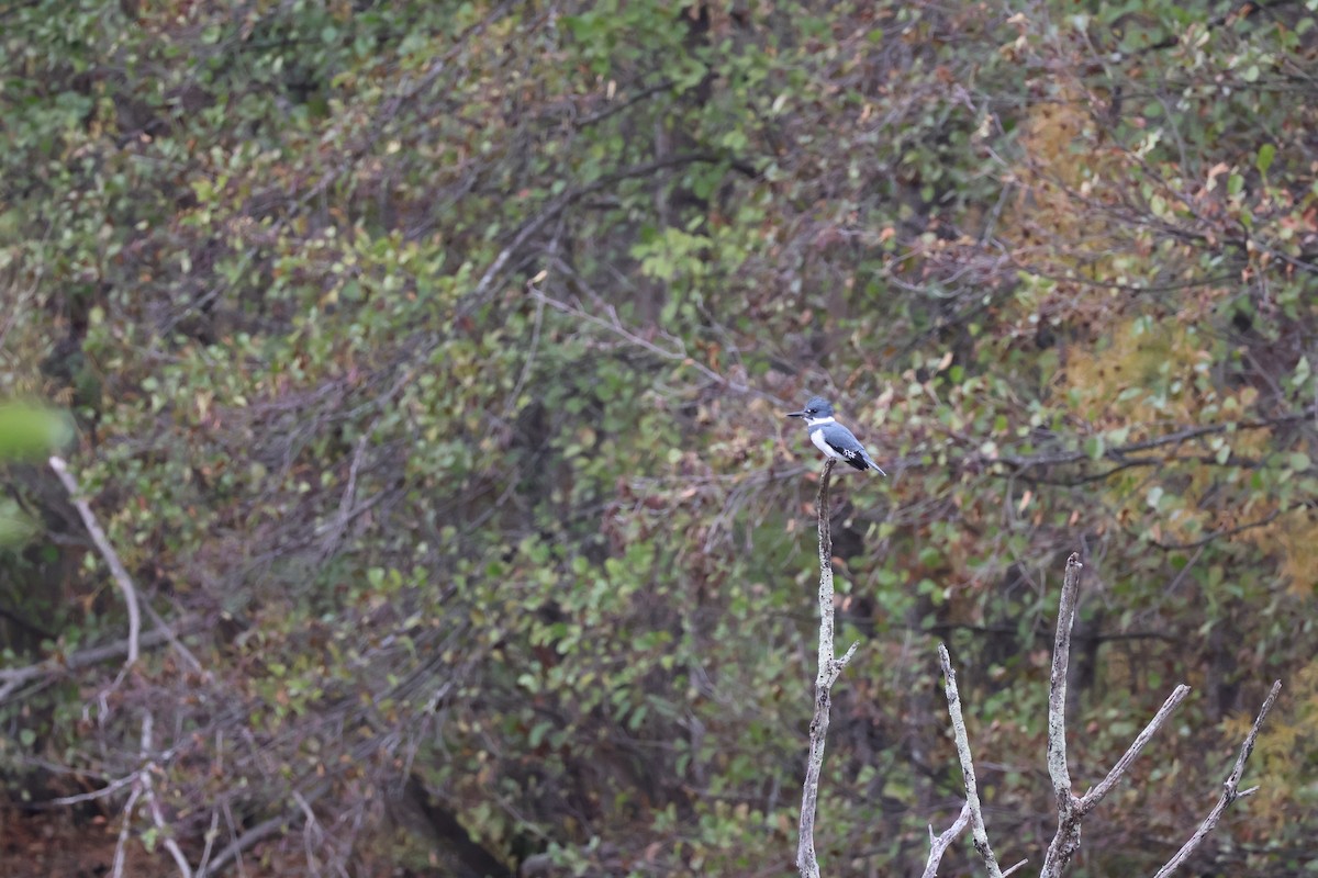 Belted Kingfisher - ML645092447