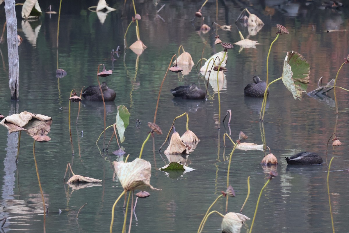 American Black Duck - ML645092449