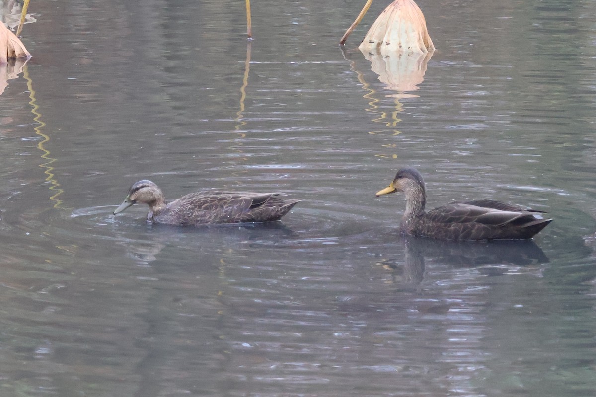 American Black Duck - ML645092450
