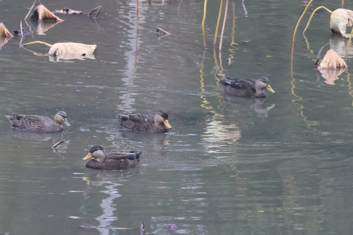 American Black Duck - ML645092457