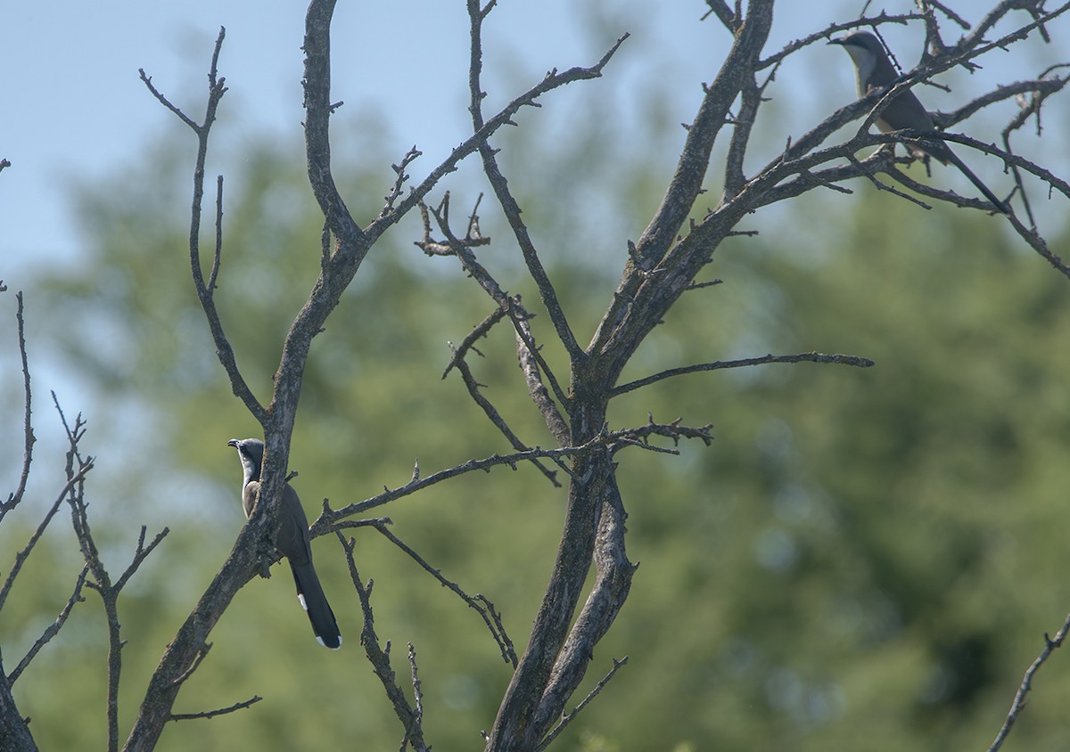 Кукліло бурий - ML645092466