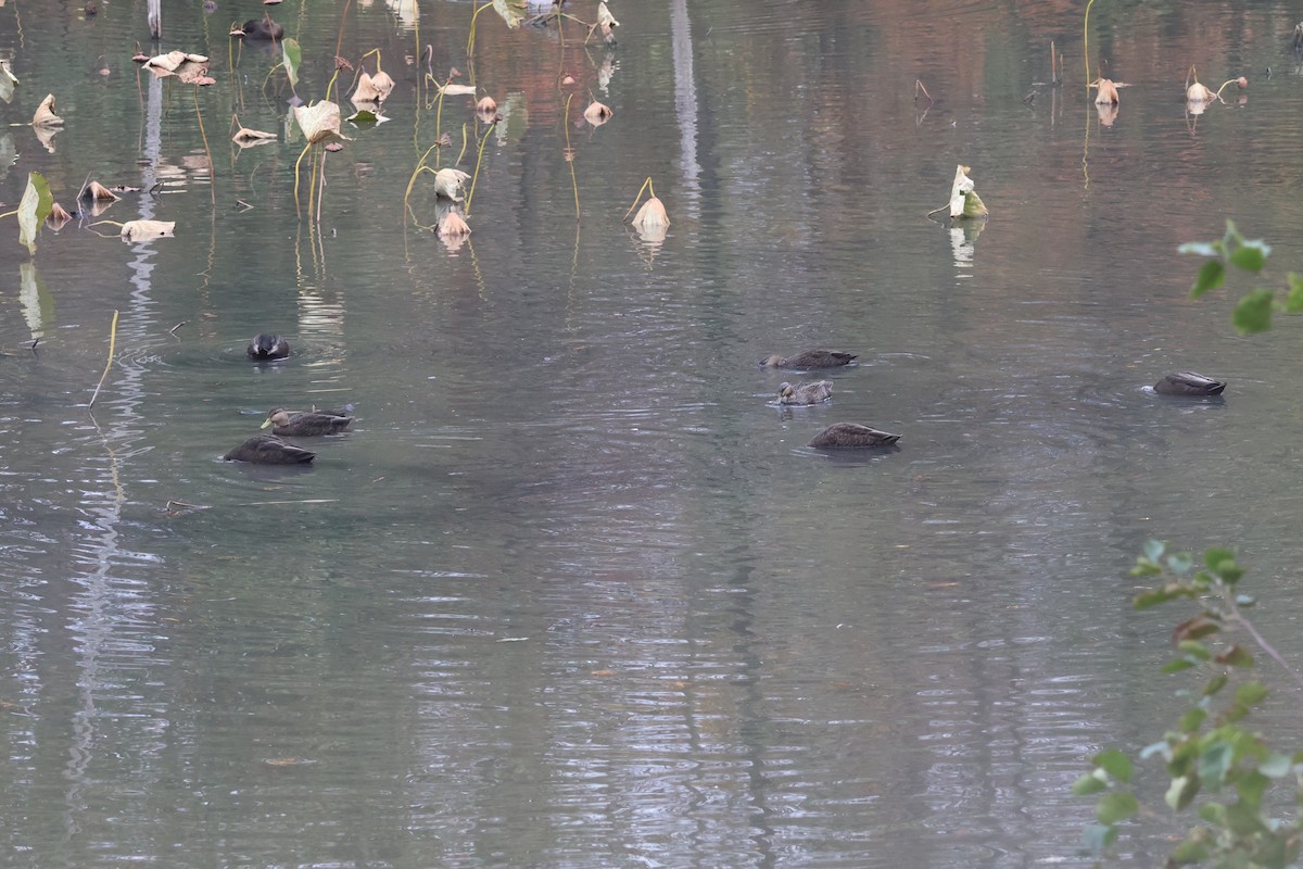 American Black Duck - ML645092472