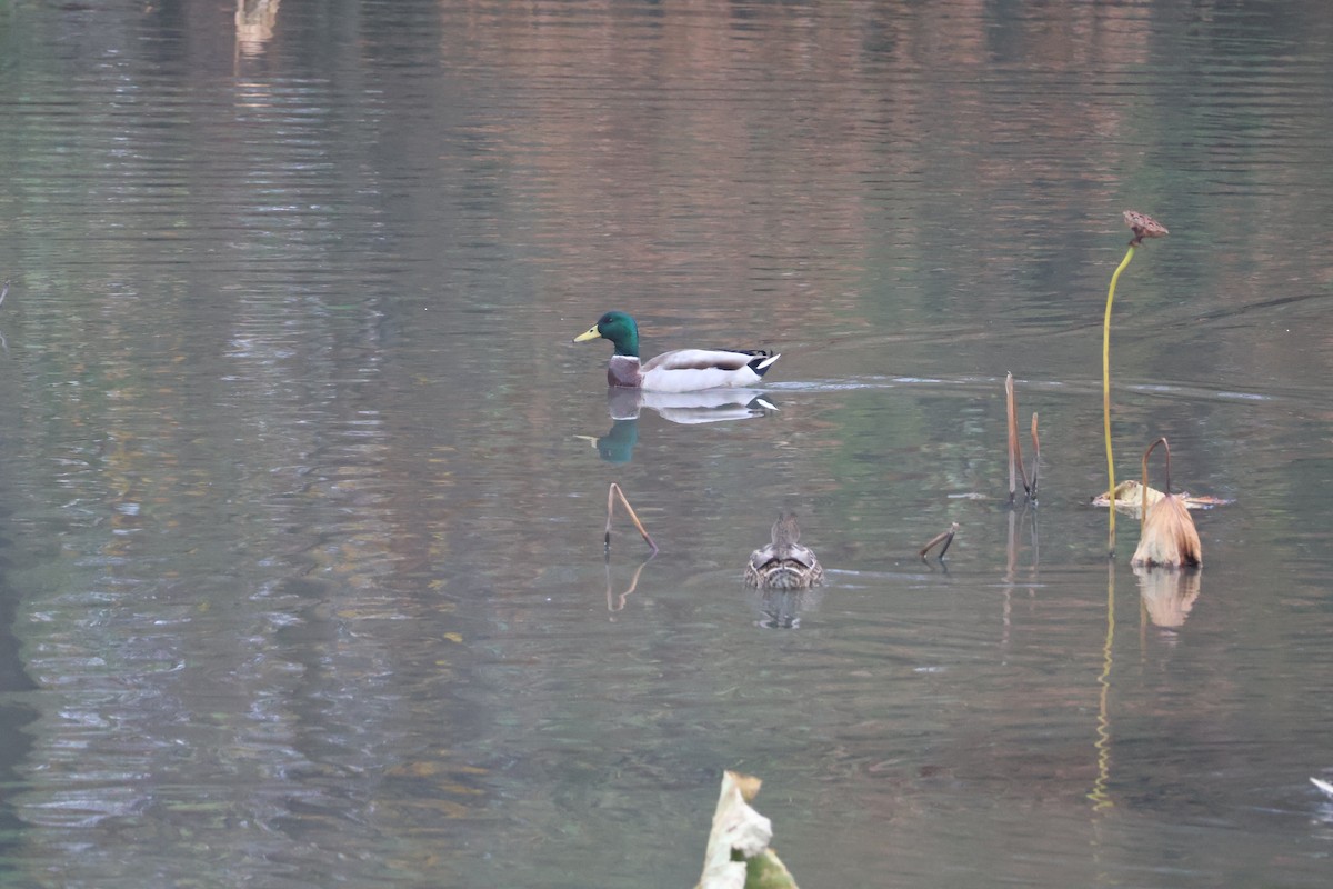 Mallard - ML645092475