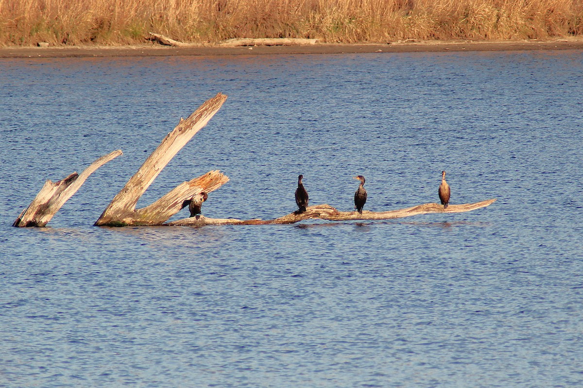 Cormoran à aigrettes - ML645092476