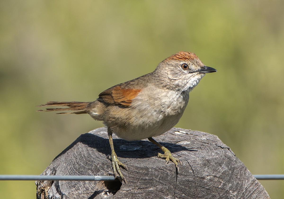 Pale-breasted Spinetail - ML645092477