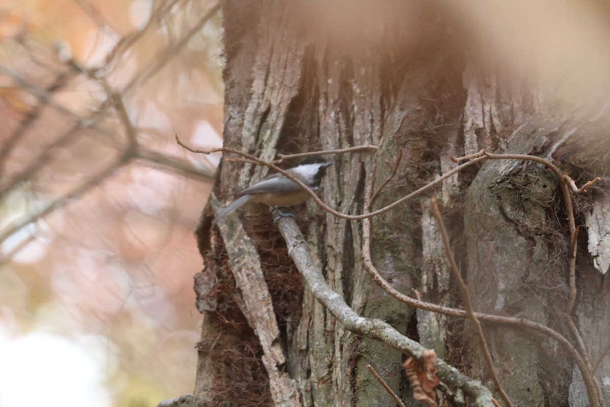 Carolina Chickadee - ML645092480