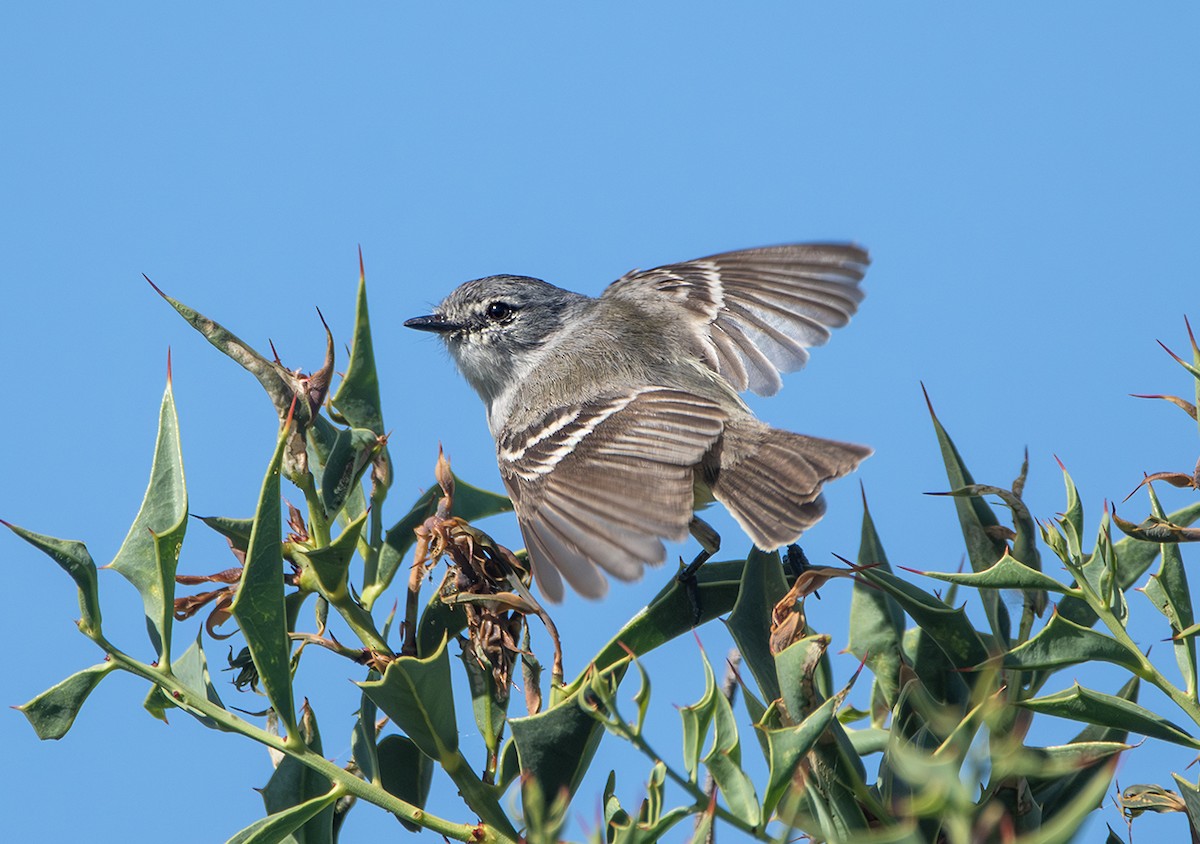 Straneck's Tyrannulet - ML645092481