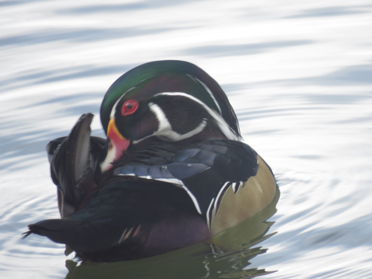 Wood Duck - ML645092484