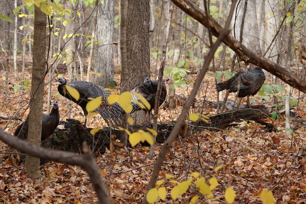 Wild Turkey - ML645092487