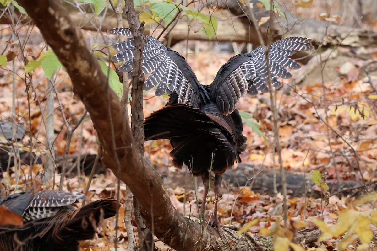 Wild Turkey - ML645092489