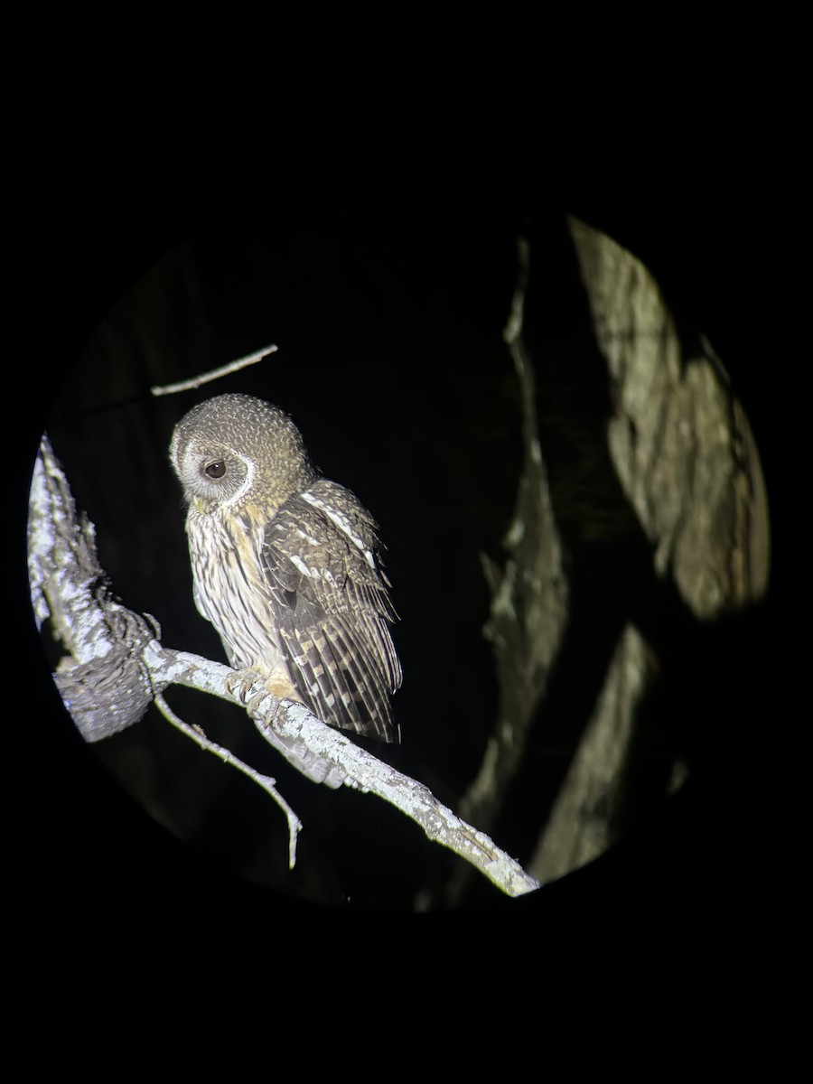 Mottled Owl - ML645092490