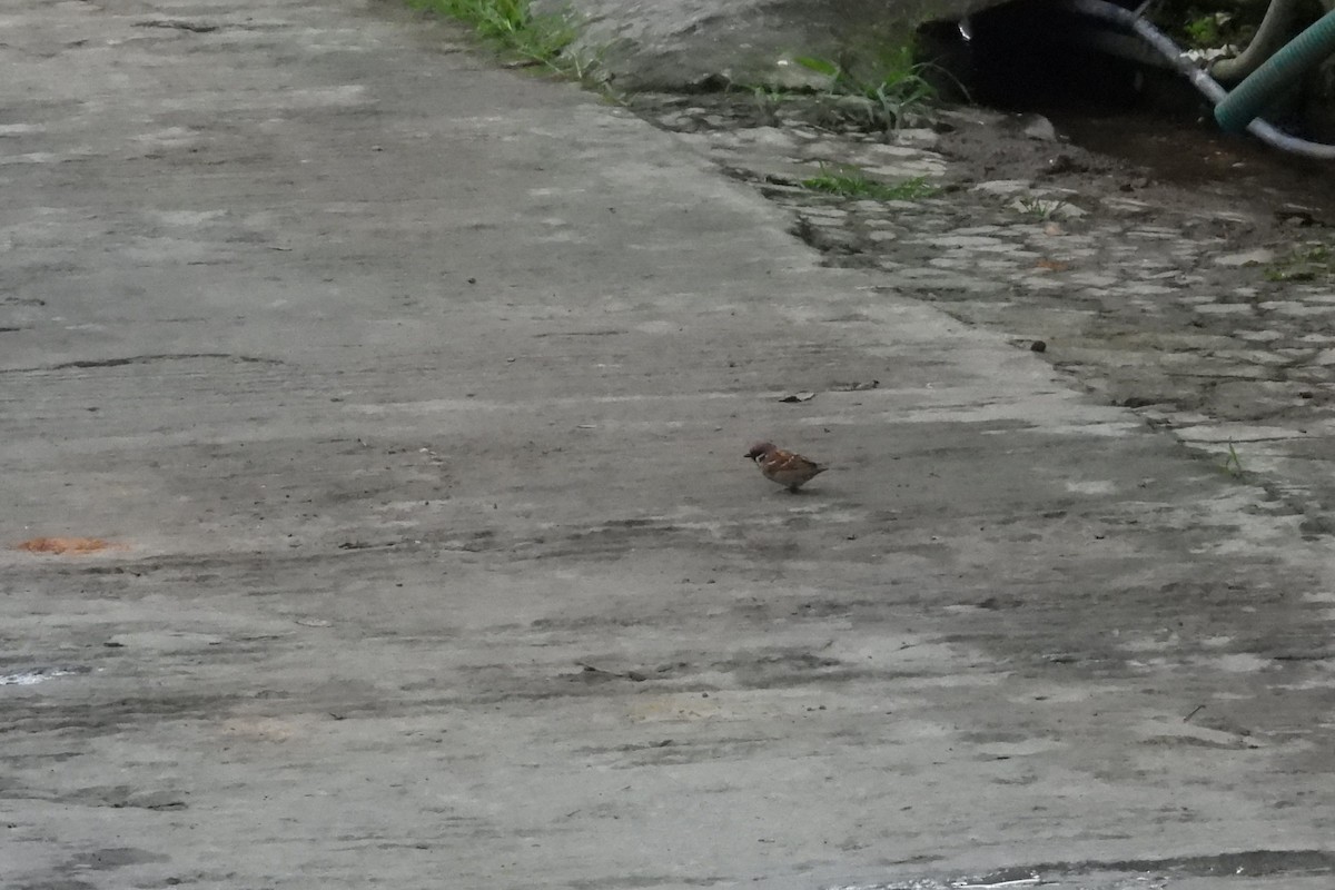 Ağaç Serçesi - ML645092492