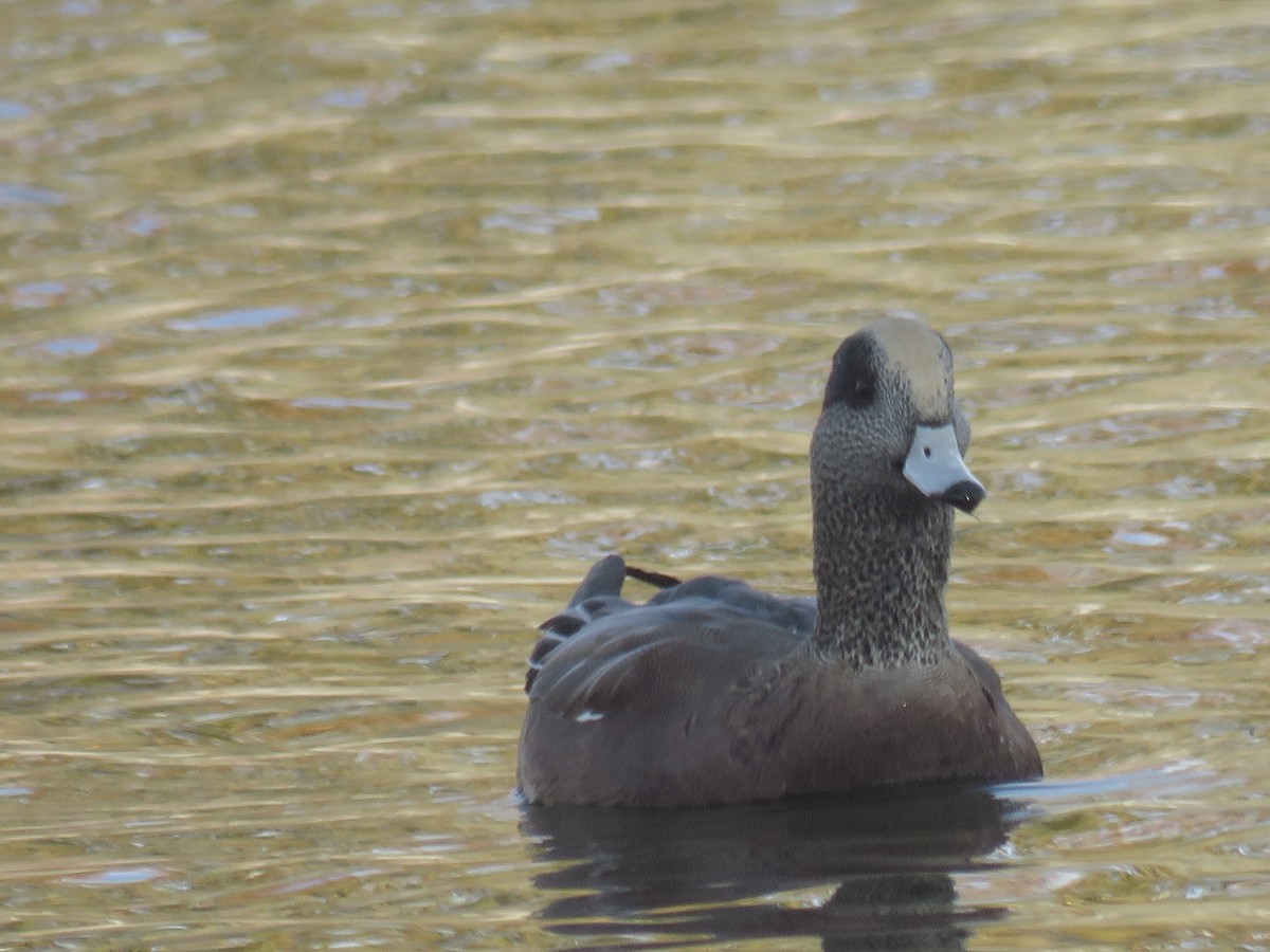 葡萄胸鴨 - ML645092493