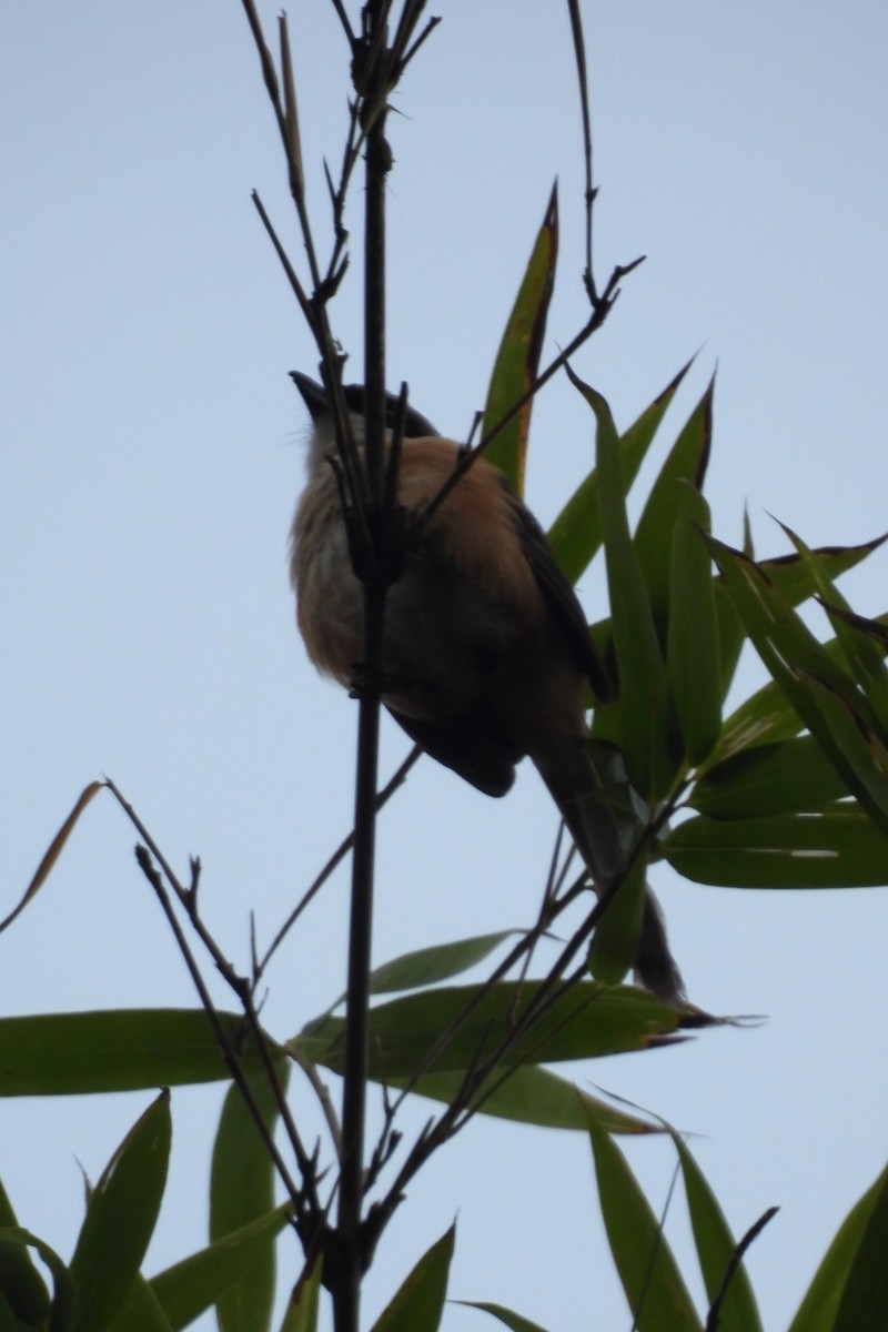 Gray-backed Shrike - ML645092494