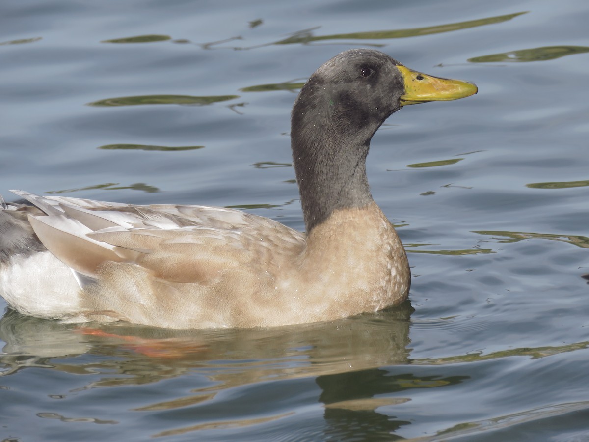 Mallard - ML645092496