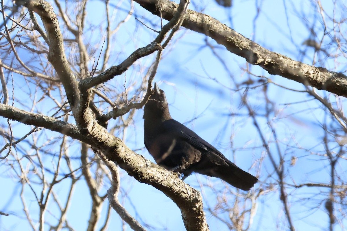 American Crow - ML645092497