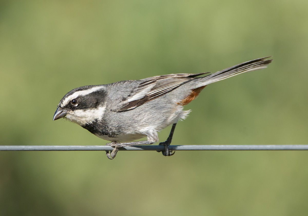 Ringed Warbling Finch - ML645092499