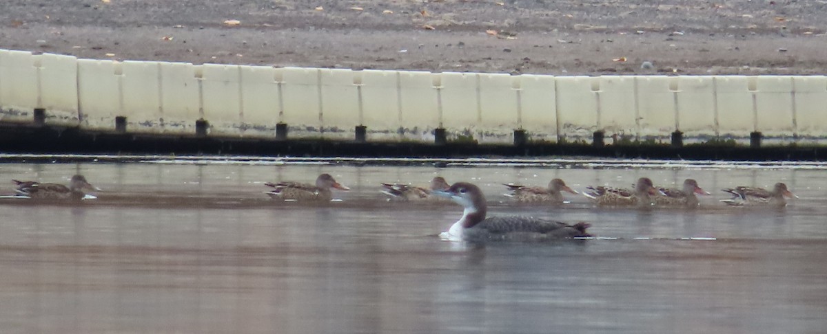 Mestolone - ML645092500