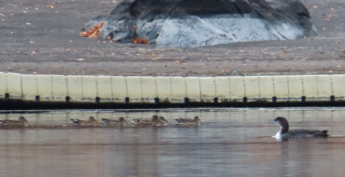 Mestolone - ML645092501