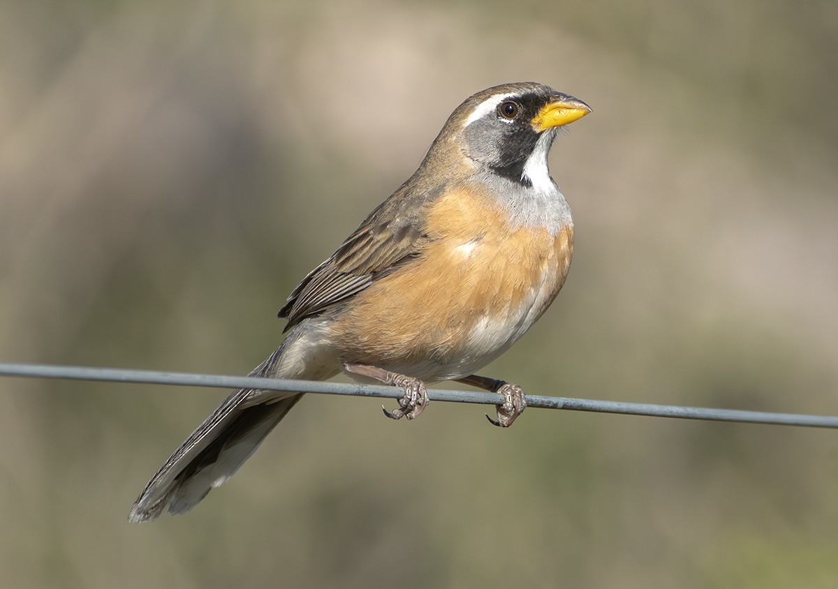Many-colored Chaco Finch - ML645092507
