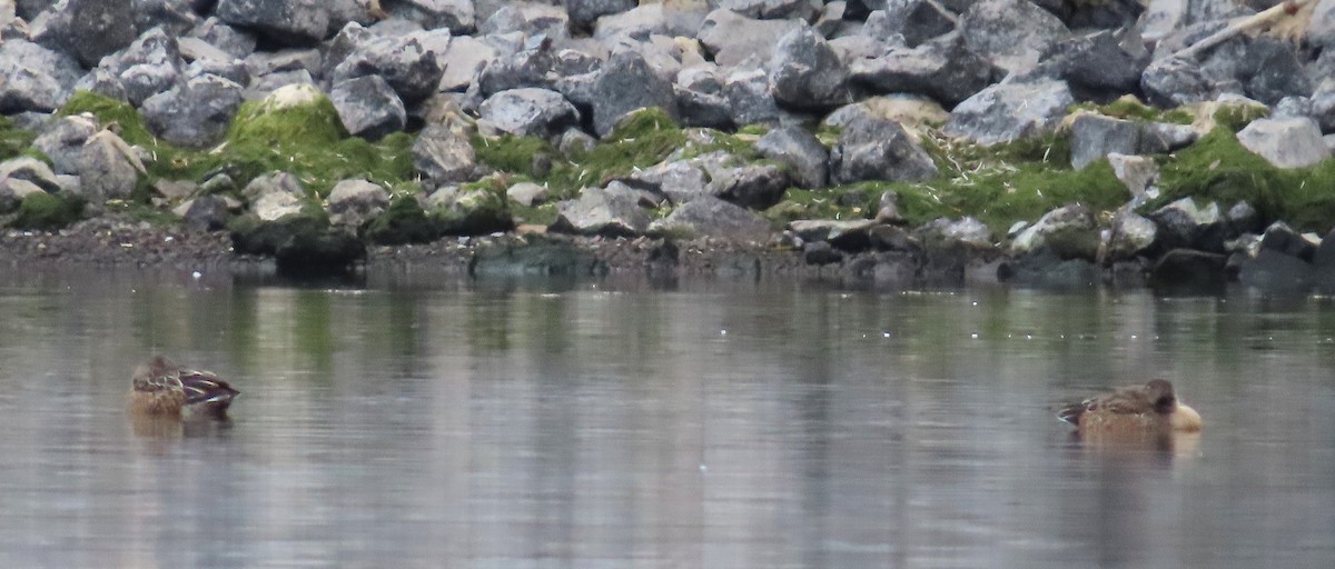 葡萄胸鴨 - ML645092508