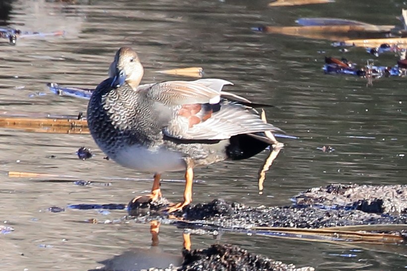 Canard chipeau - ML645092512