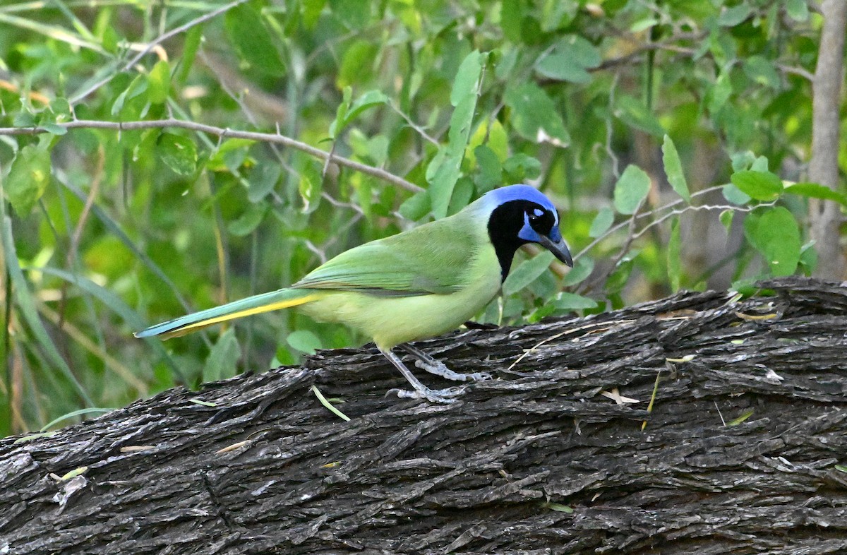Green Jay - ML645092516