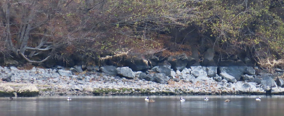 Гоголь-головастик - ML645092519