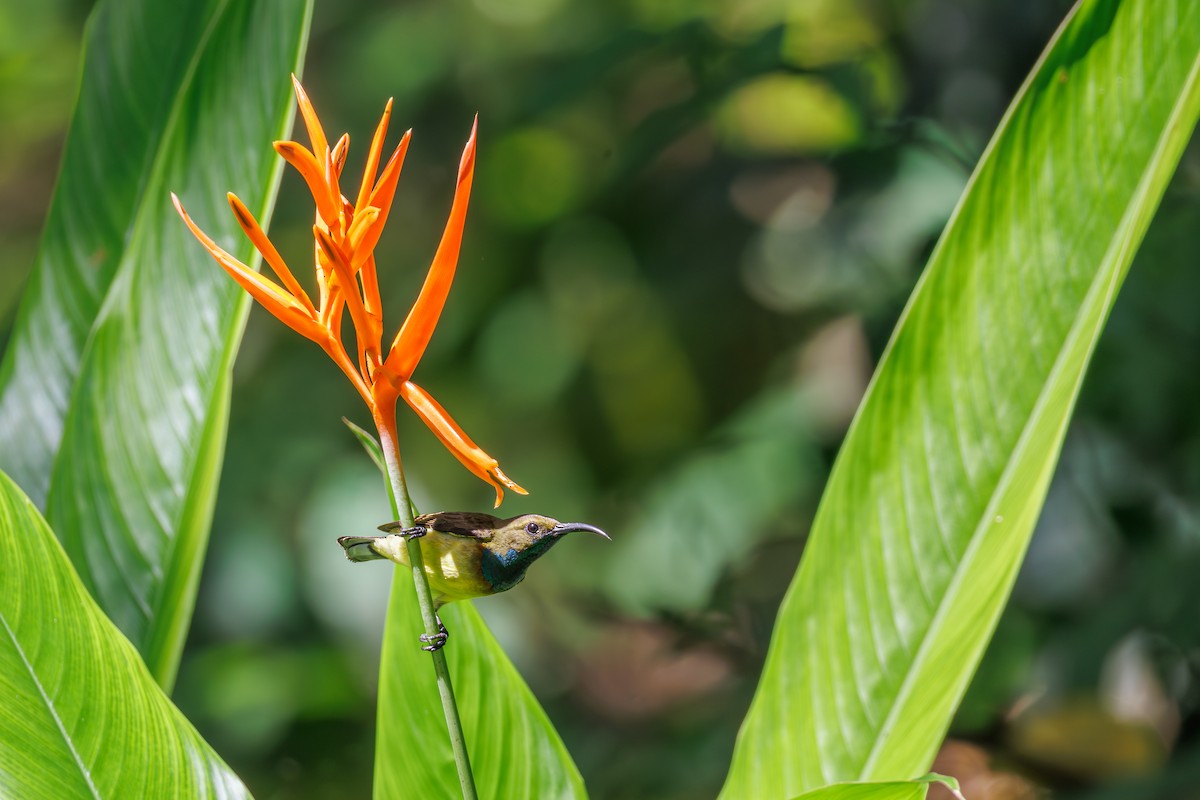 Ornate Sunbird - ML645092527