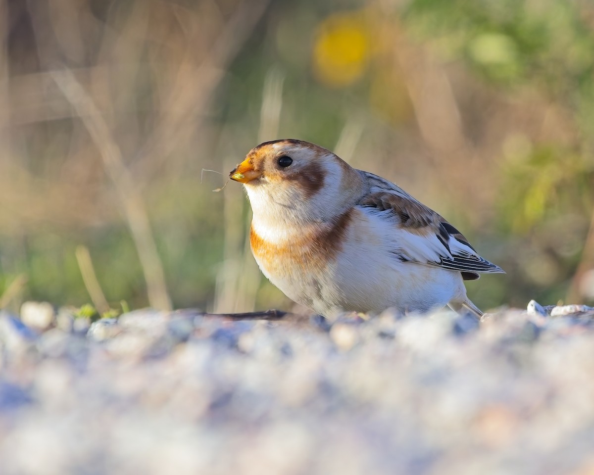 Snow Bunting - ML645092529